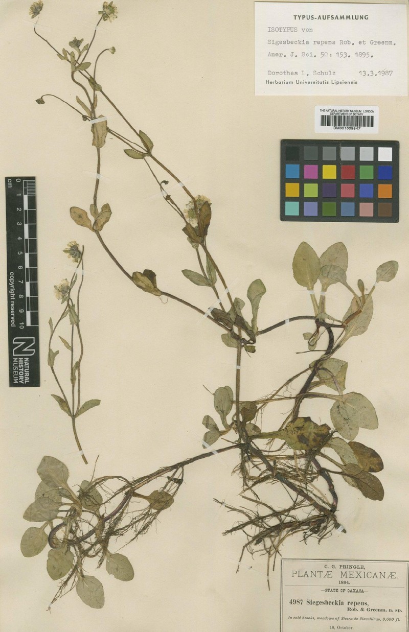 Sigesbeckia repens photo 6