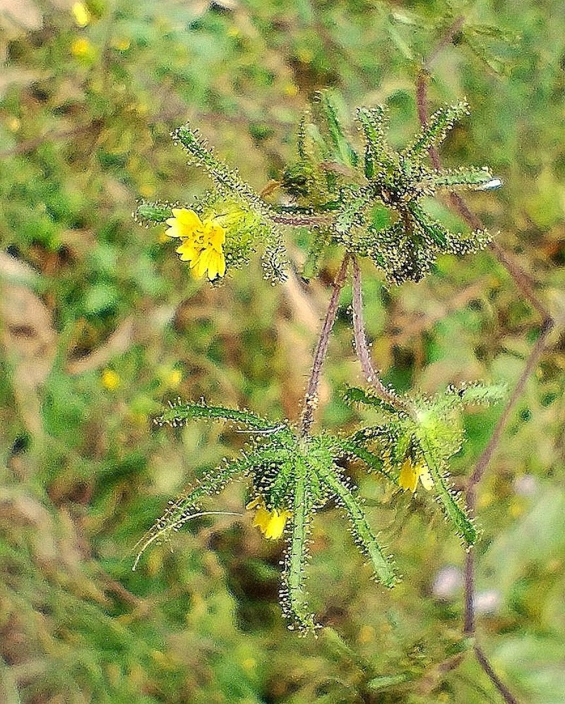 Sigesbeckia serrata photo 2