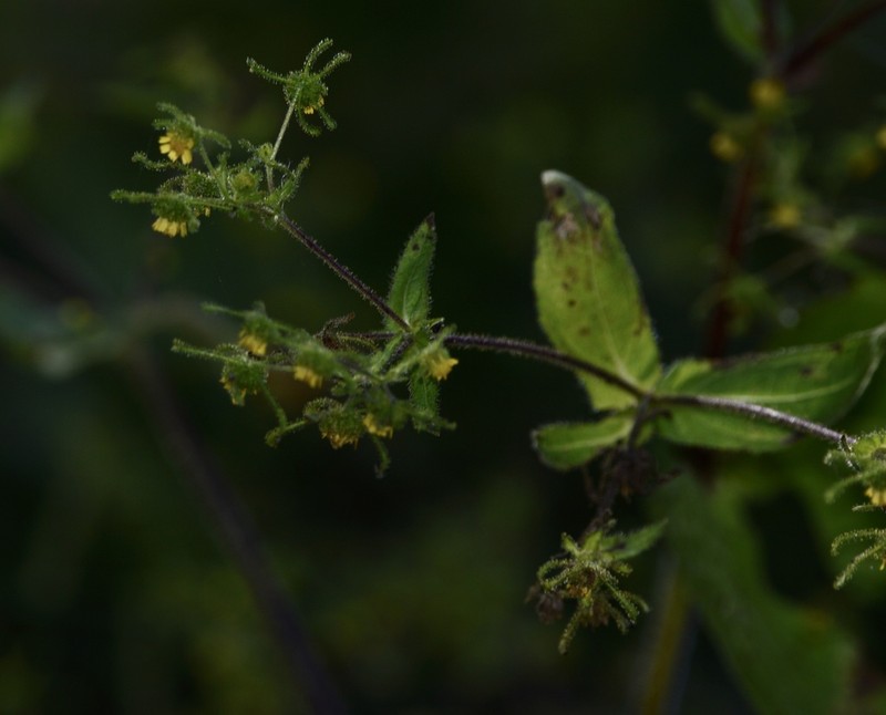 Sigesbeckia serrata photo 3