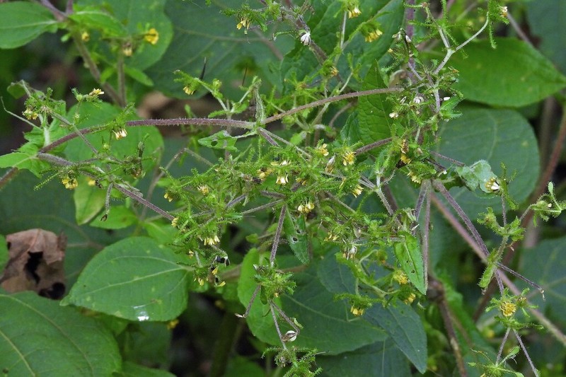 Sigesbeckia serrata photo 4