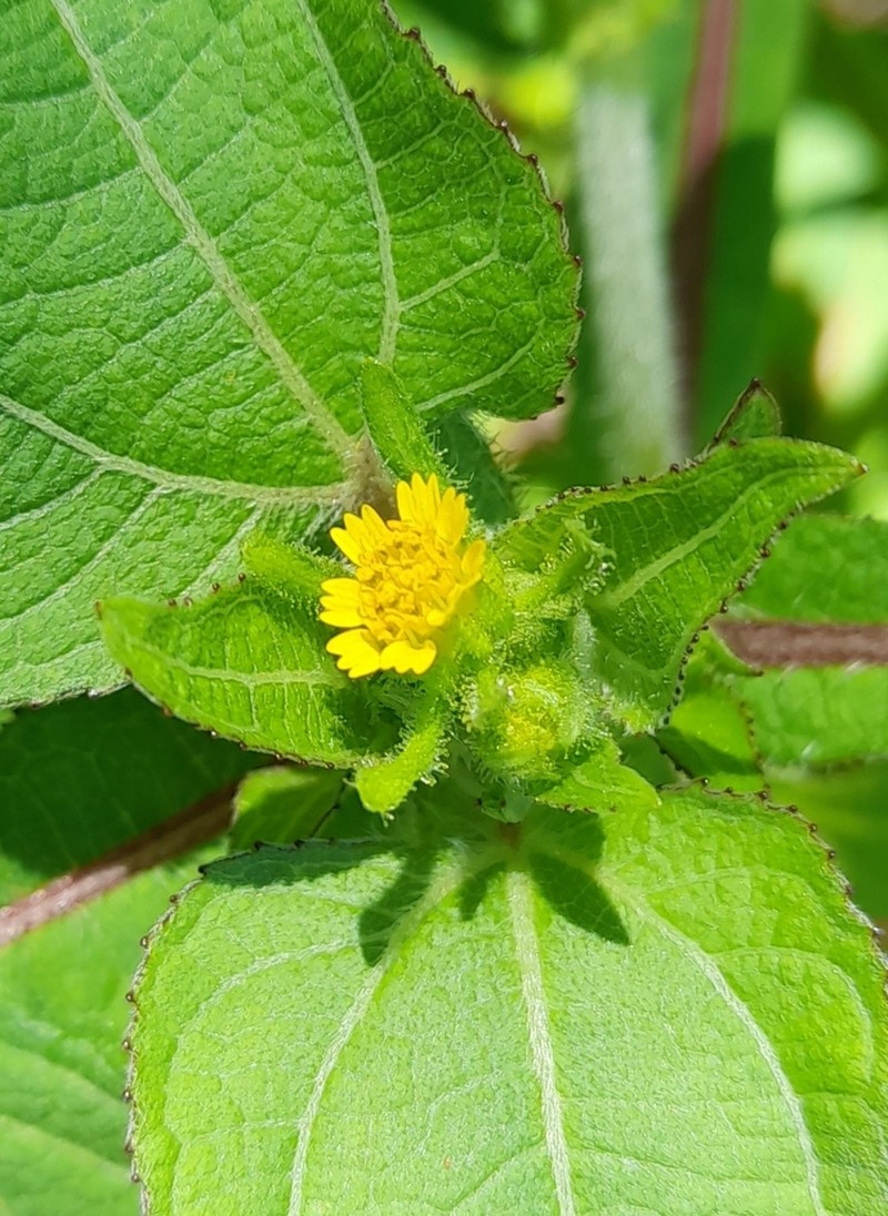 Sigesbeckia serrata photo 5