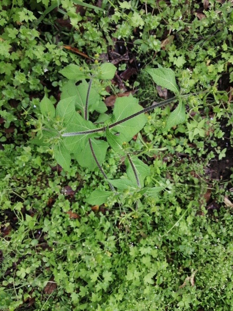 Sigesbeckia serrata photo 7