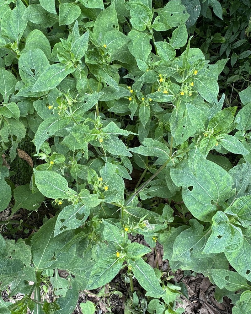 Sigesbeckia serrata photo 8