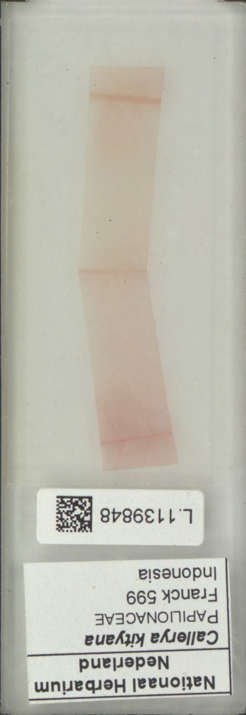 Sigmoidala kityana