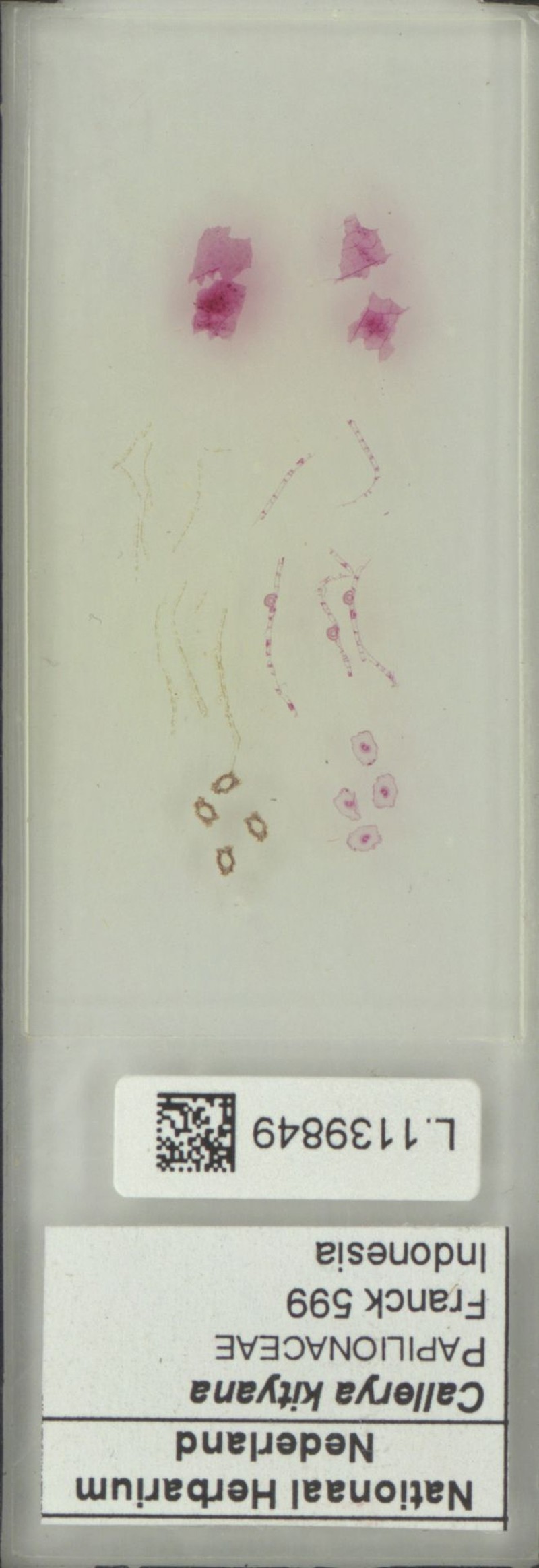 Sigmoidala kityana photo 2