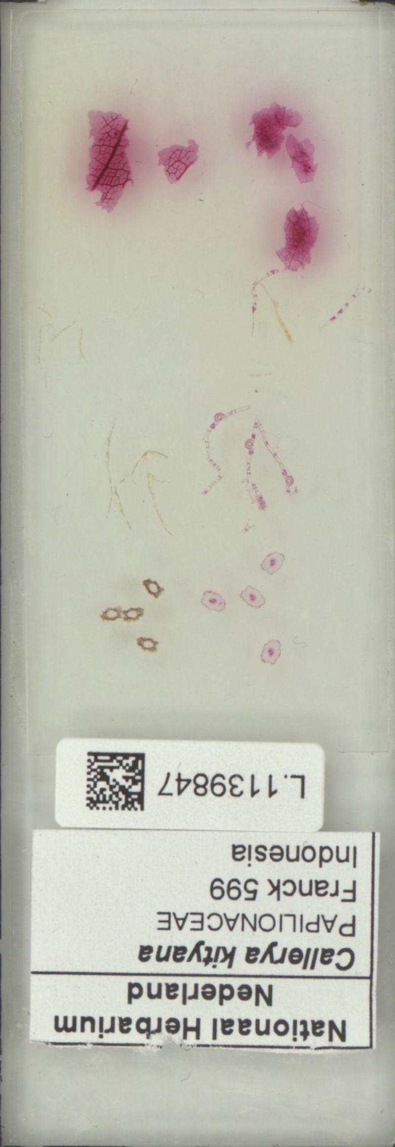 Sigmoidala kityana photo 3
