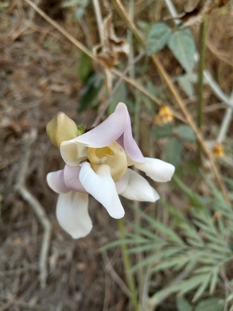 Sigmoidotropis ekmaniana