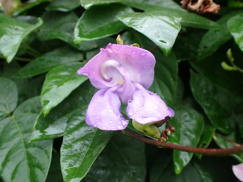 Wondering Cowpea