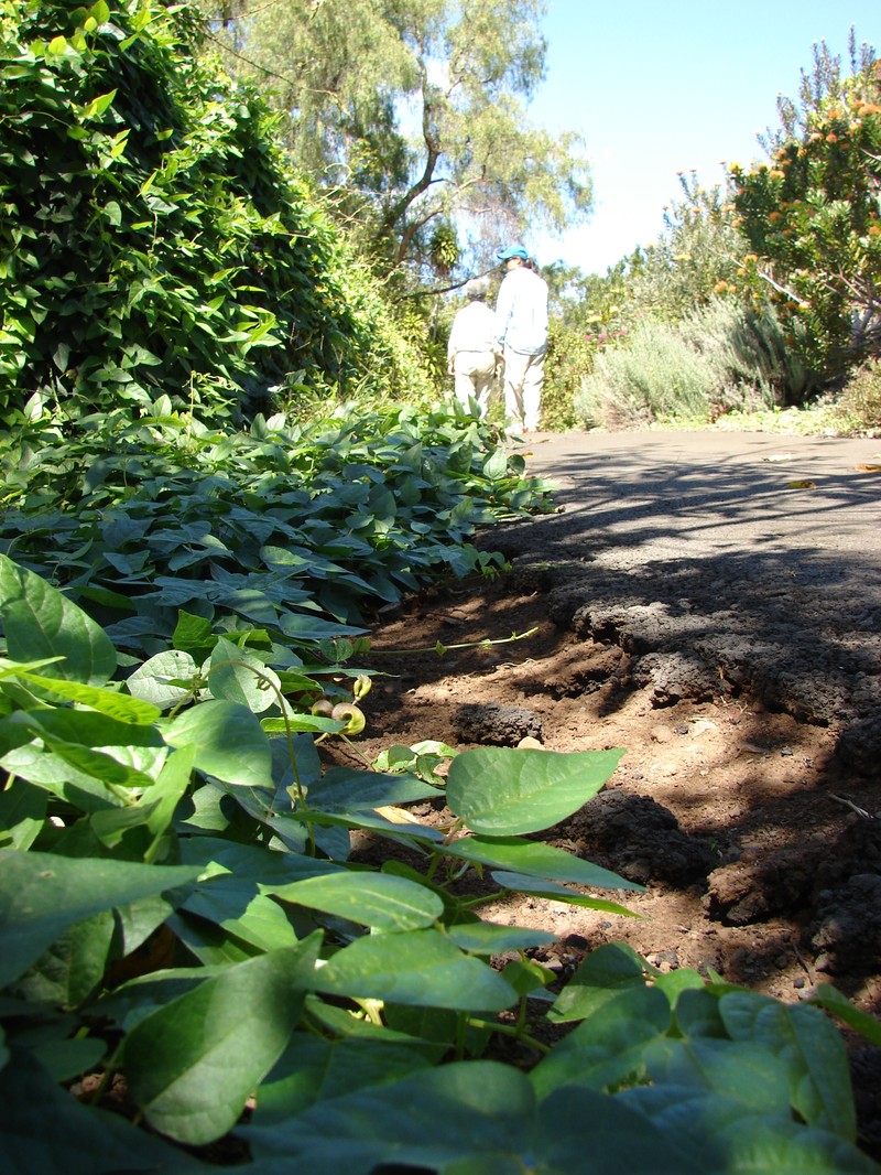 Wondering Cowpea photo 5