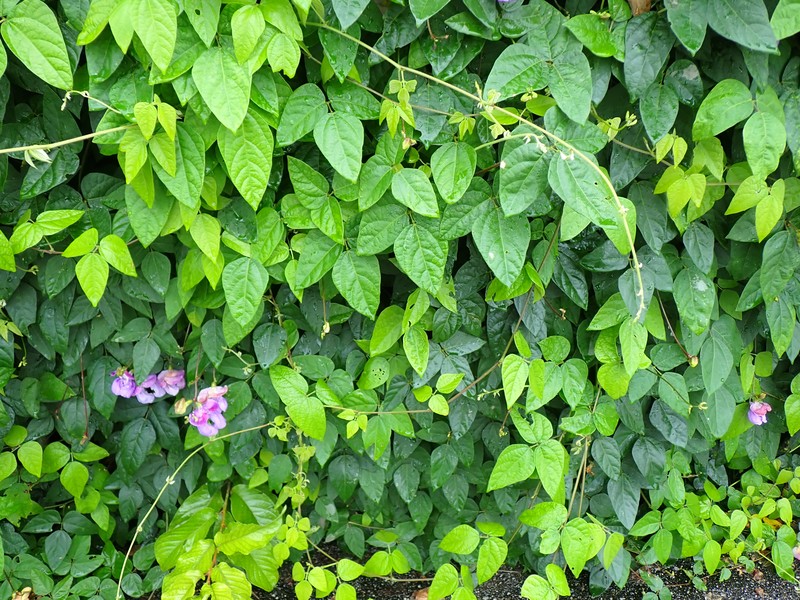 Wondering Cowpea photo 6
