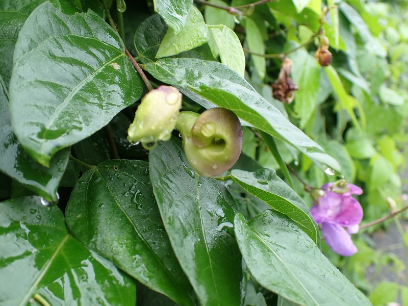 Wondering Cowpea photo 7