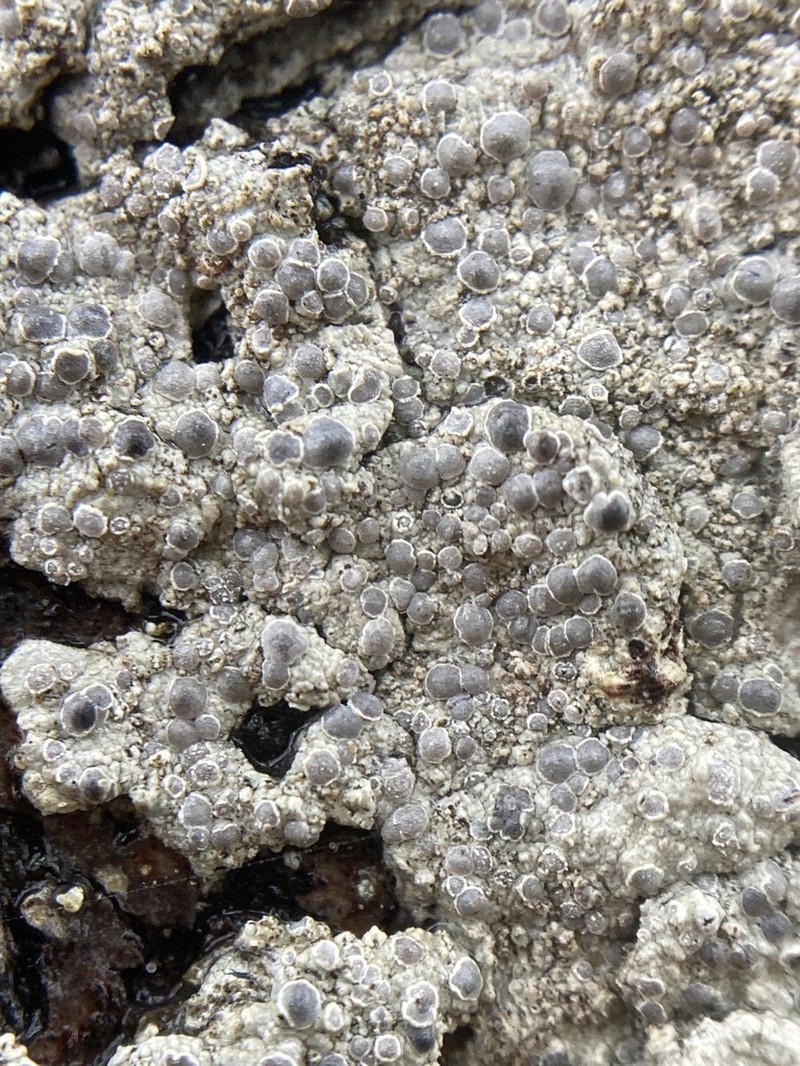 Sigridea californica