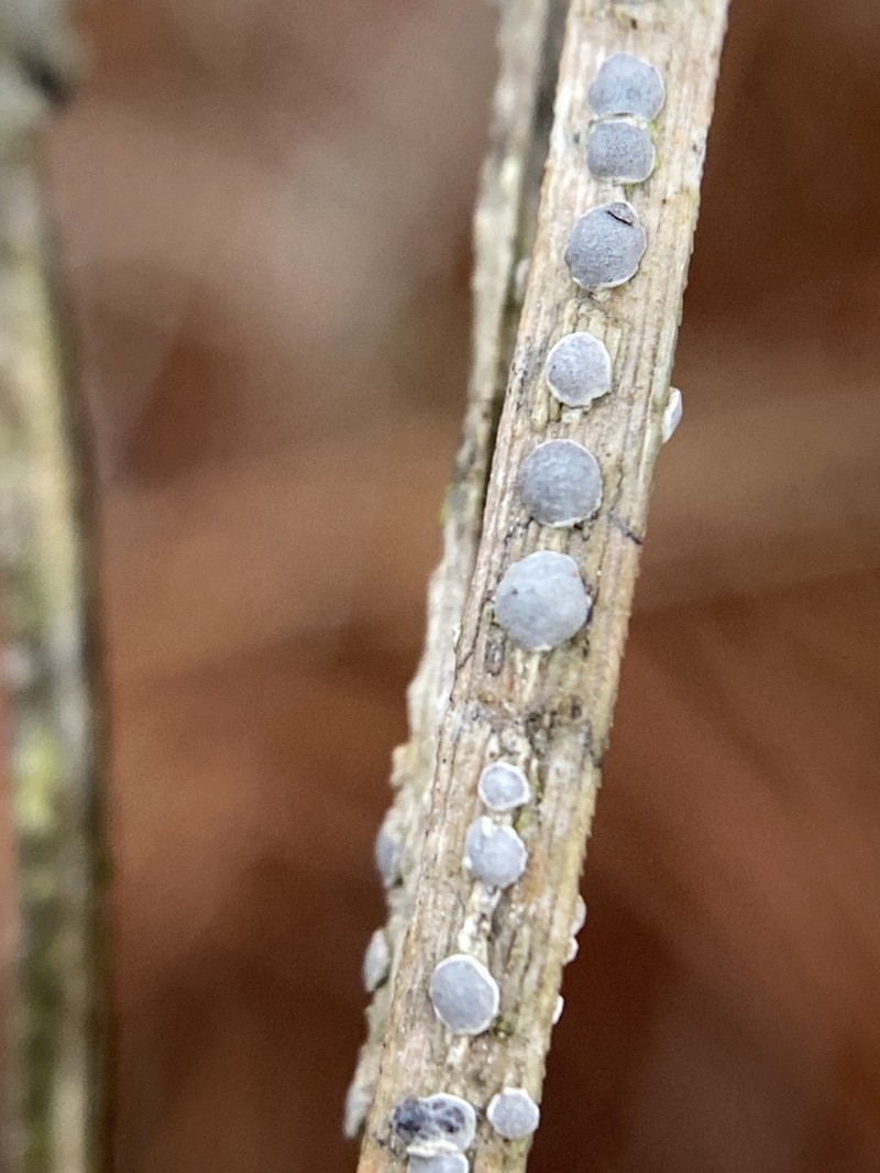 Sigridea californica photo 2