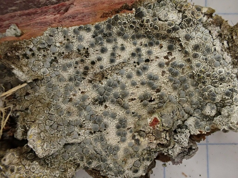 Sigridea californica photo 4