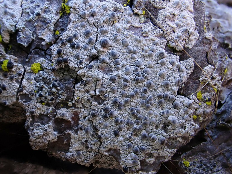 Sigridea californica photo 7