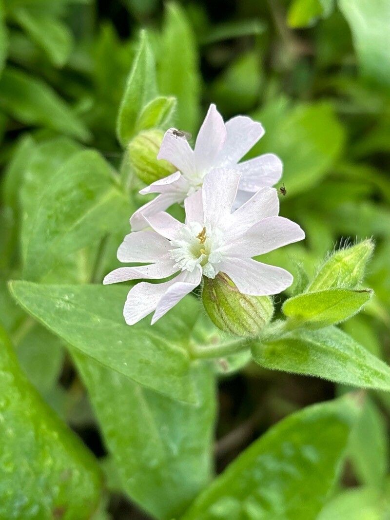 Silene × isabeliae