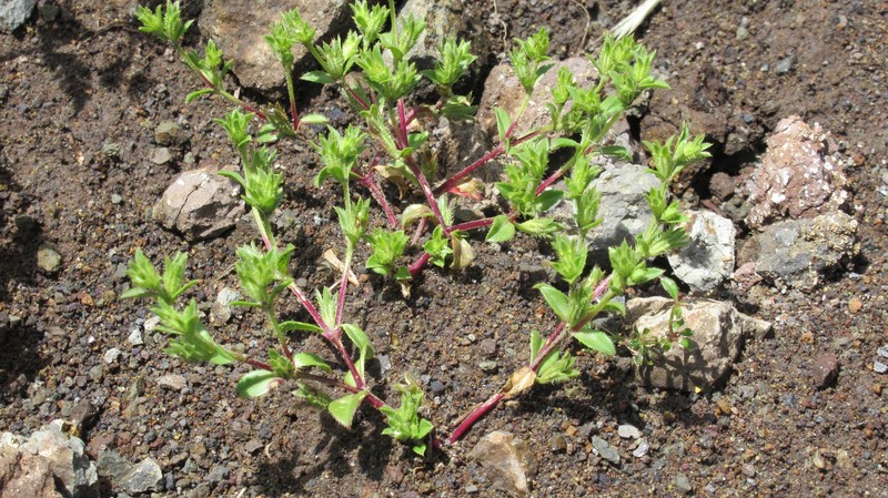 Silene abyssinica photo 2