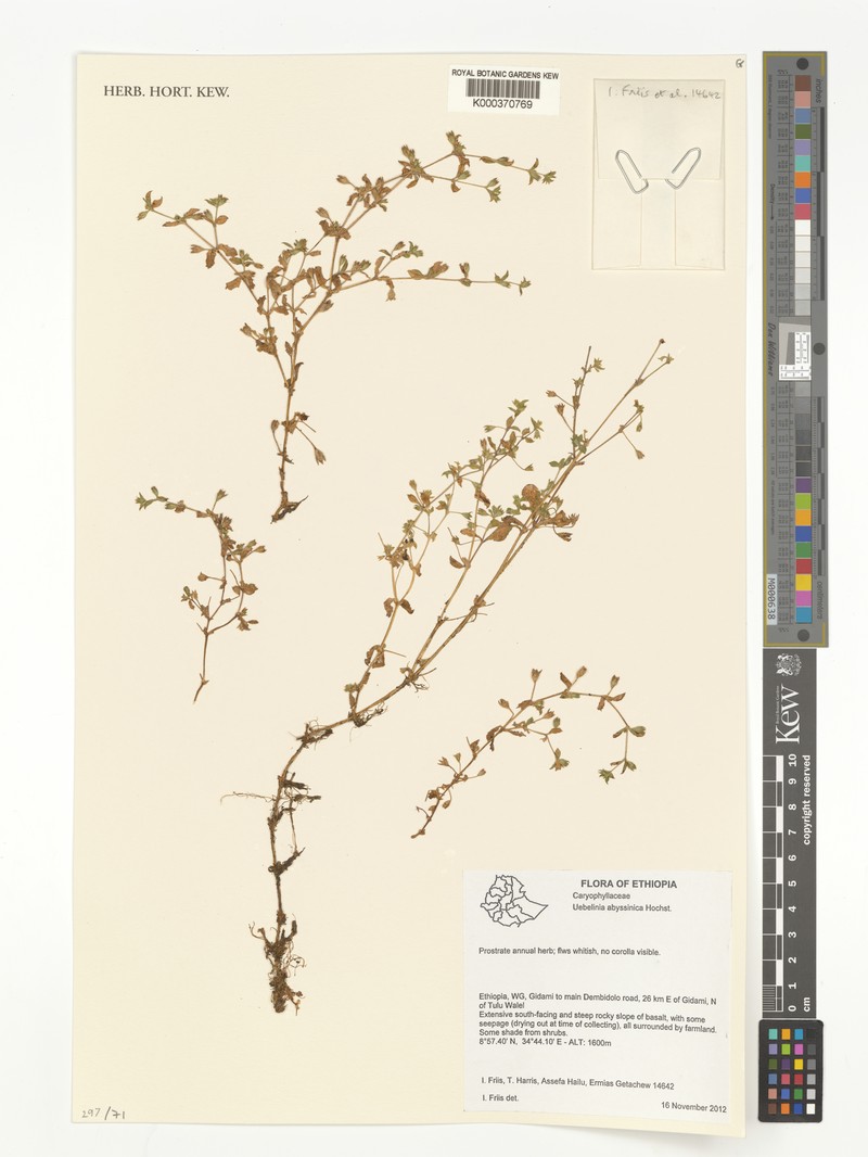 Silene abyssinica photo 3
