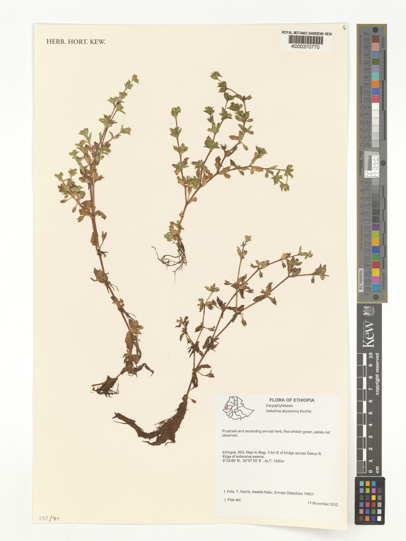 Silene abyssinica photo 4