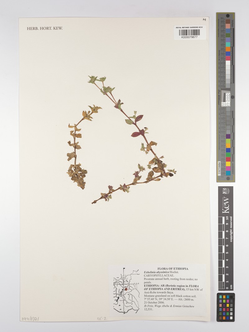 Silene abyssinica photo 5