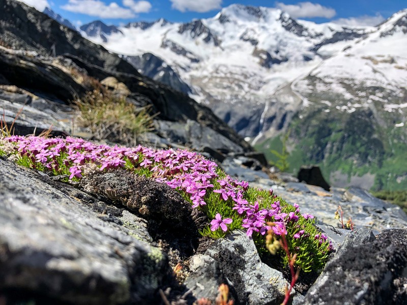 Moss Campion photo 3