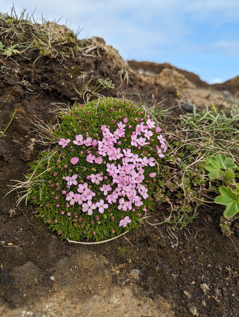 Moss Campion photo 4