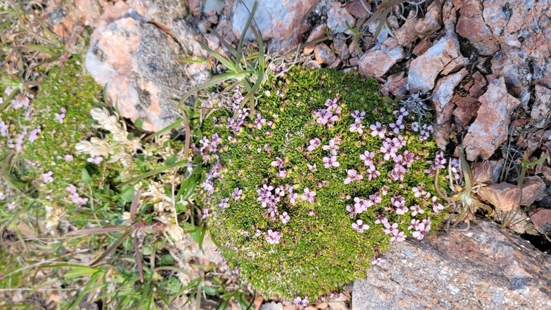 Moss Campion photo 5