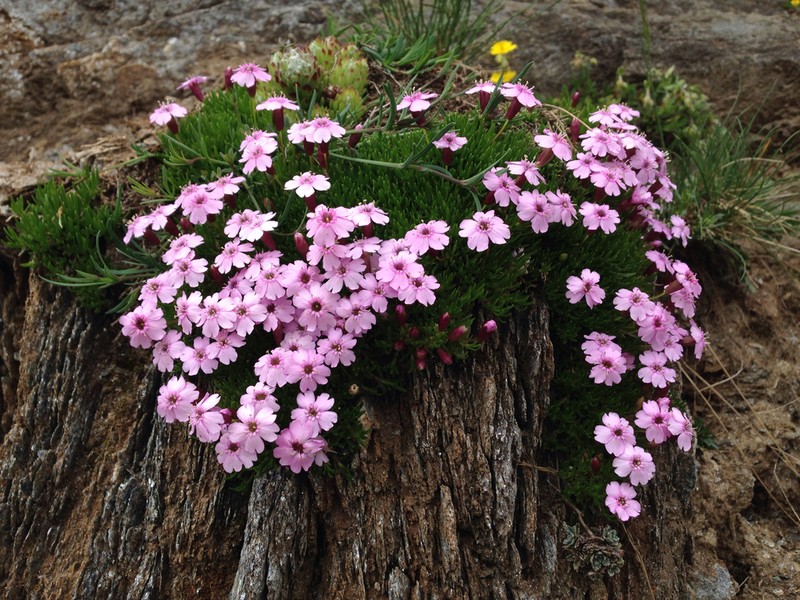 Moss Campion photo 6