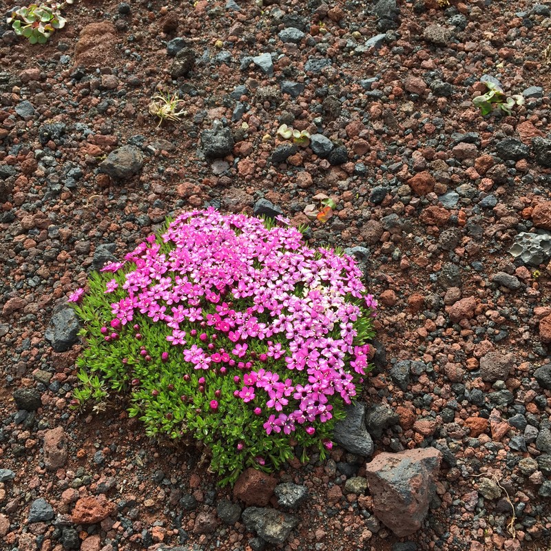 Moss Campion photo 7