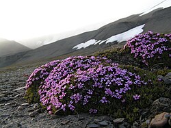Moss Campion