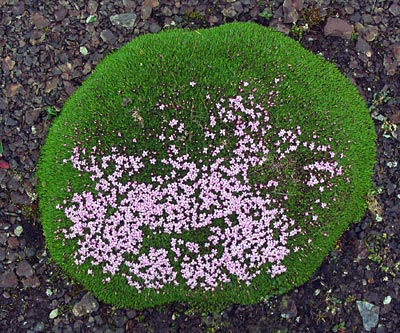 Moss Campion photo 6