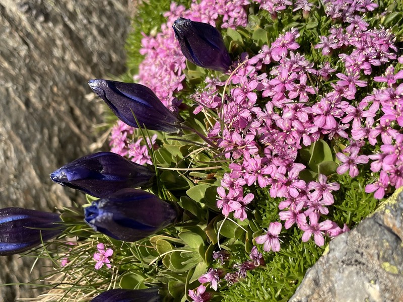 Silene acaulis subsp. acaulis