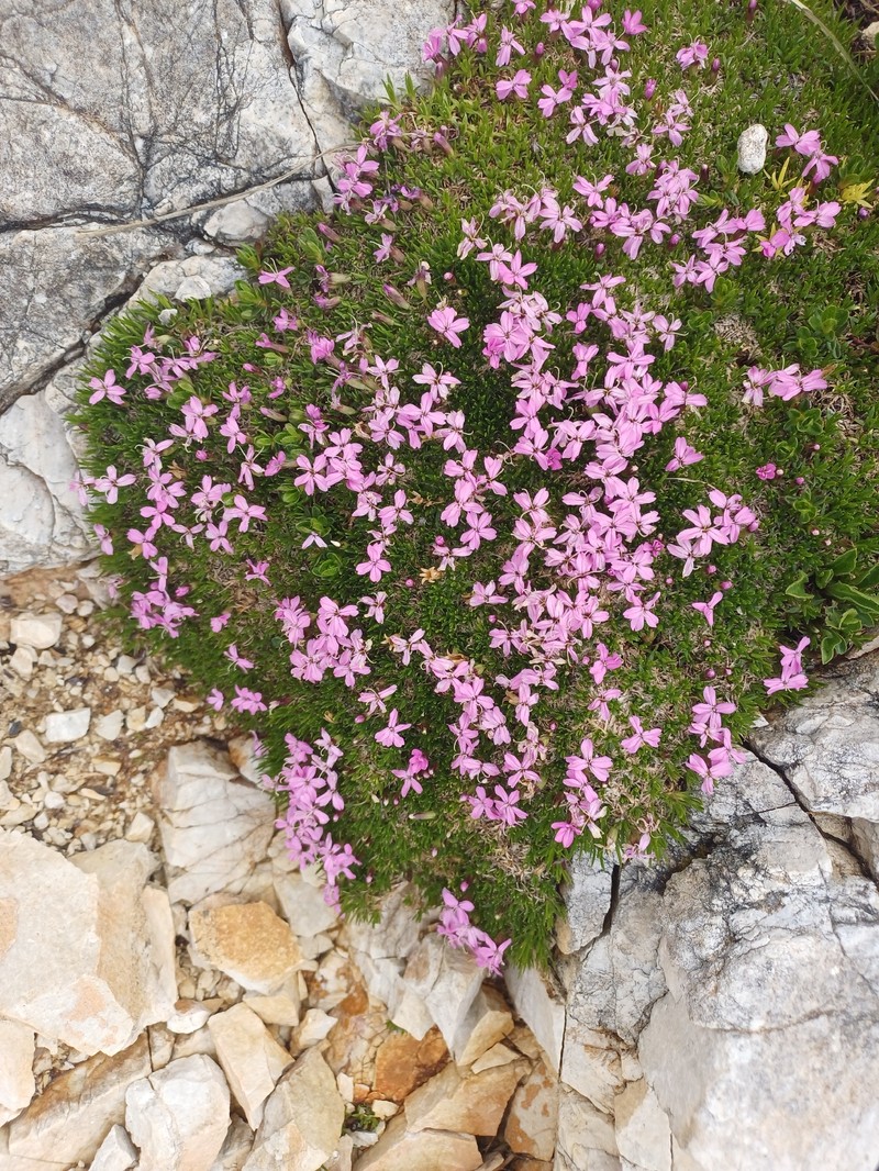 Silene acaulis subsp. acaulis photo 2
