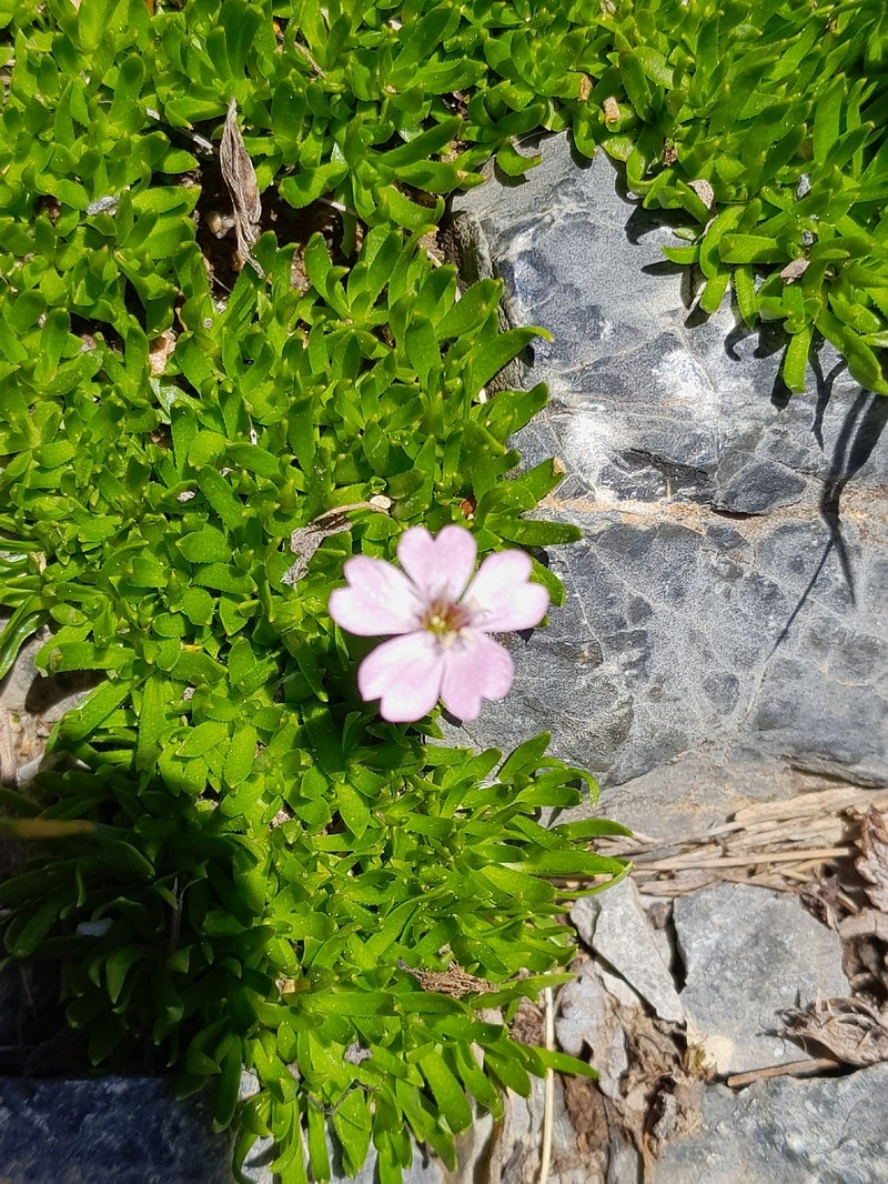 Silene acaulis subsp. acaulis photo 3