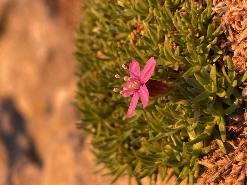 Silene acaulis subsp. acaulis photo 4