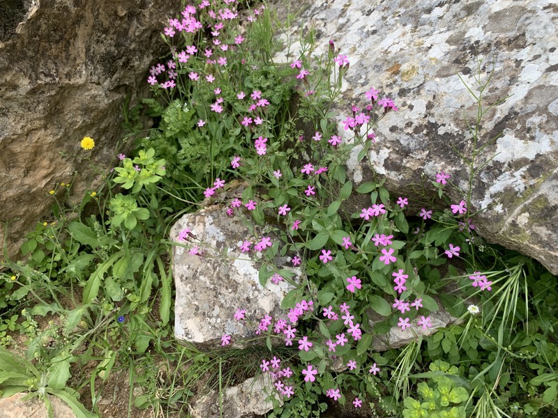 Silene aegyptiaca subsp. aegyptiaca