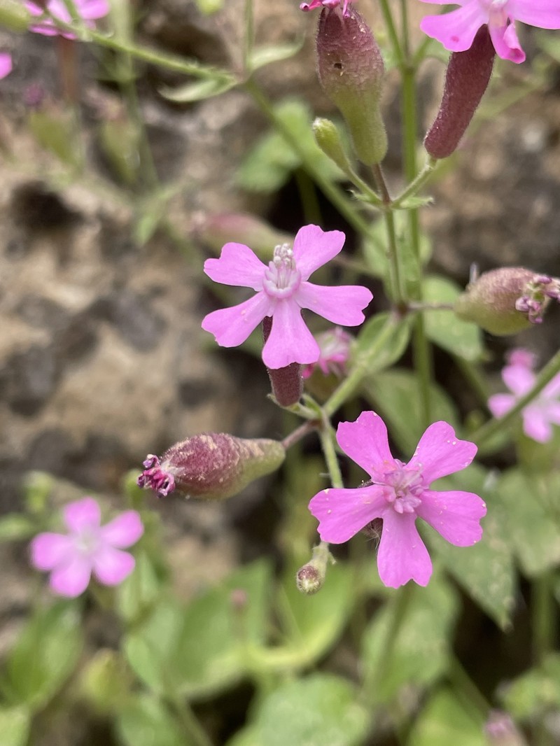 Silene aegyptiaca subsp. aegyptiaca photo 2