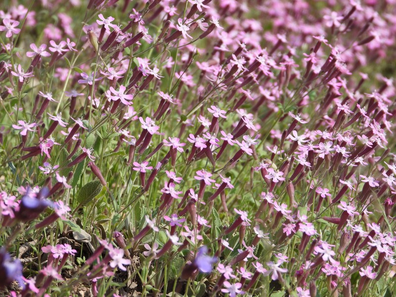 Silene aegyptiaca subsp. aegyptiaca photo 3