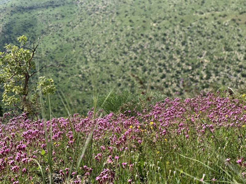Silene aegyptiaca subsp. aegyptiaca photo 4