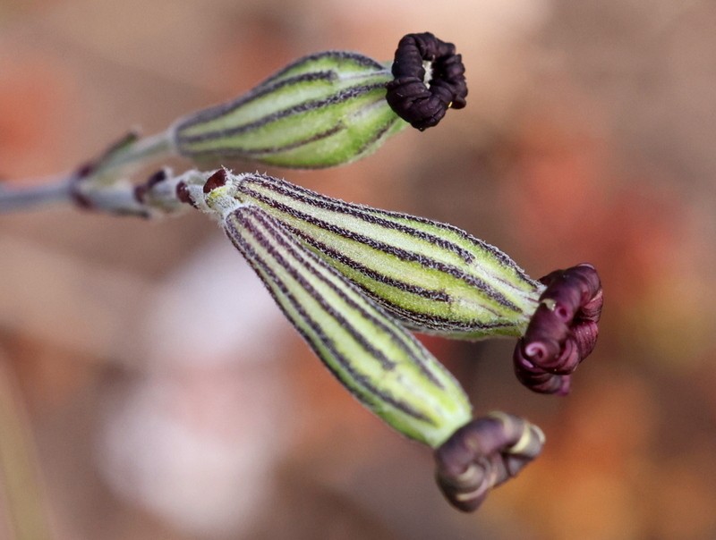 Silene aethiopica subsp. aethiopica
