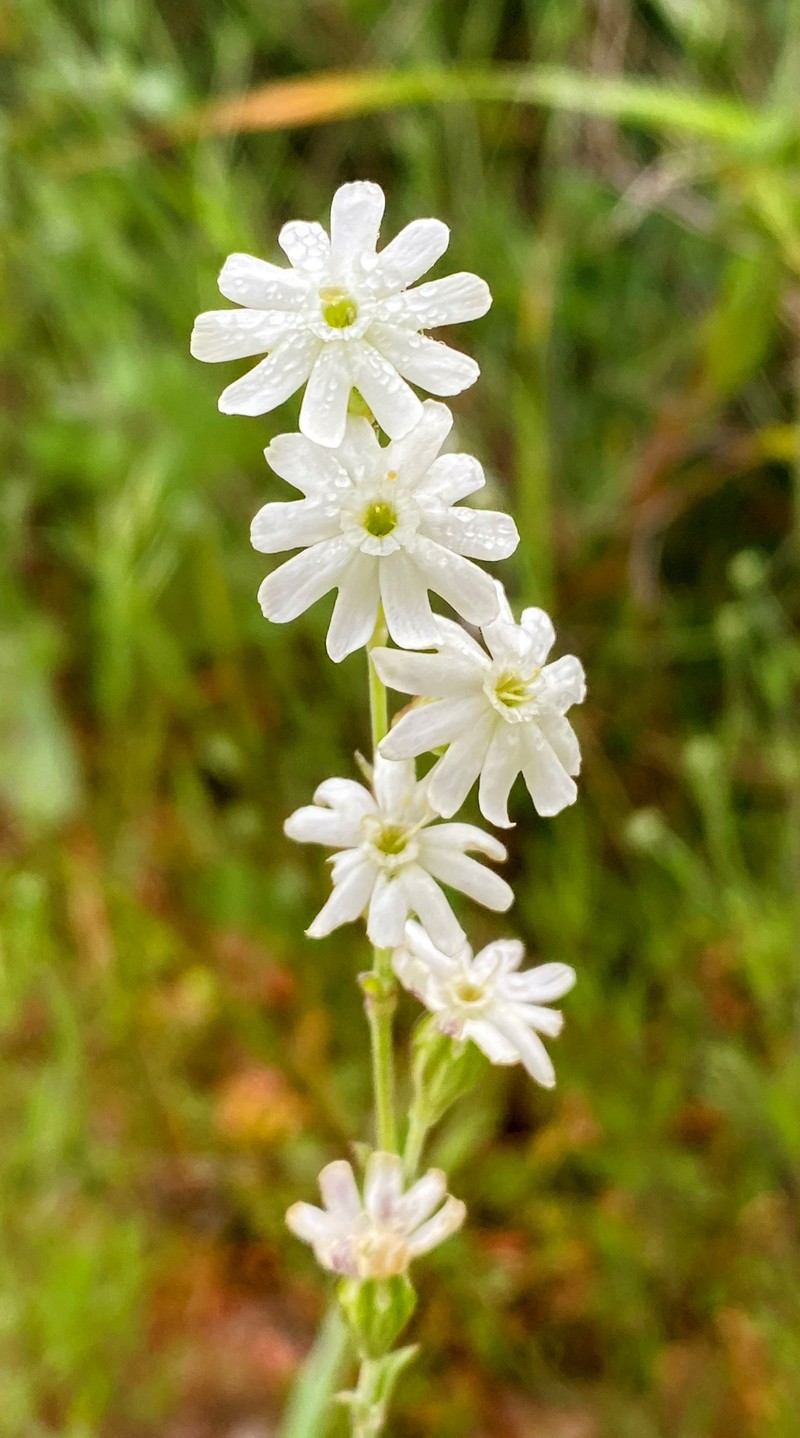 Silene aethiopica subsp. aethiopica photo 2