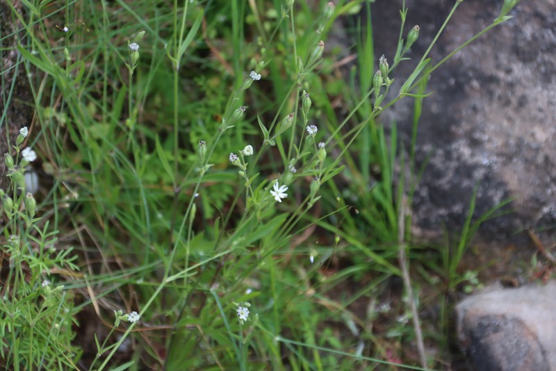 Silene aethiopica subsp. aethiopica photo 3