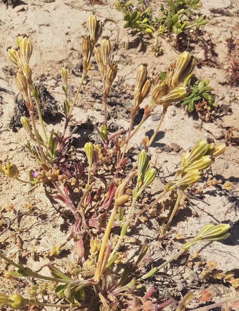 Silene aethiopica subsp. aethiopica photo 4