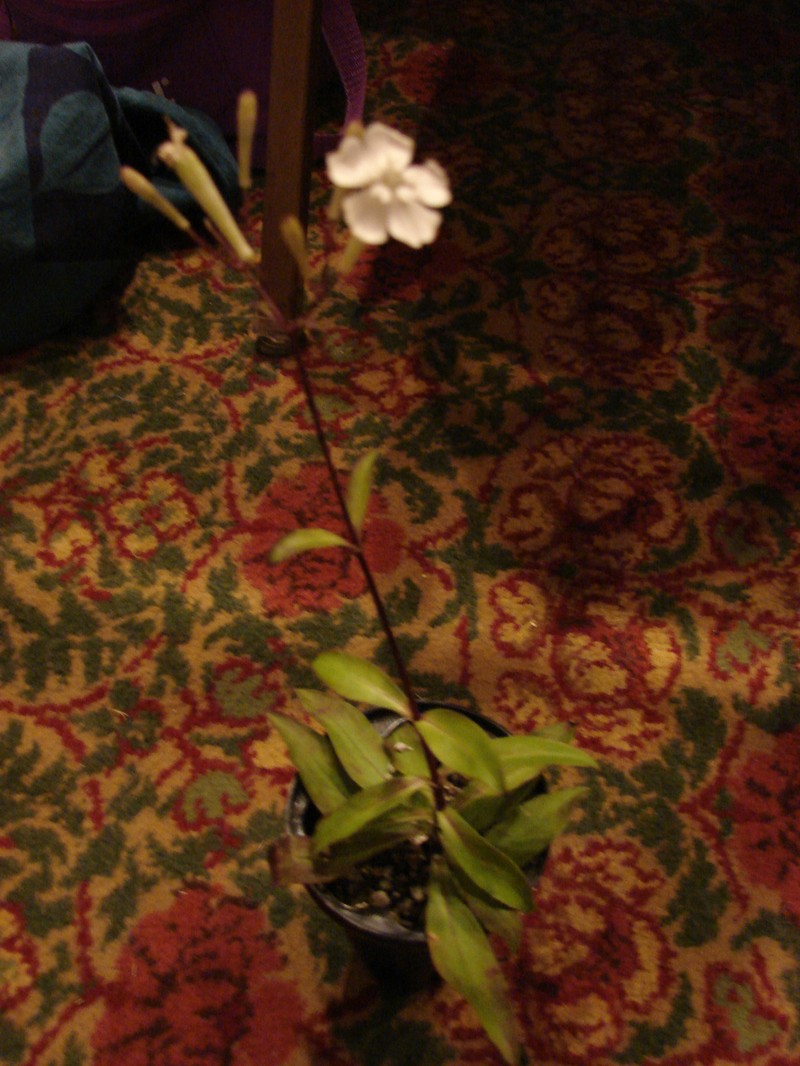 Kamalo Gulch Catchfly photo 2