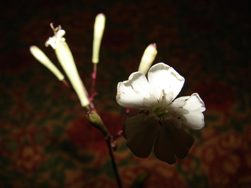 Kamalo Gulch Catchfly photo 3