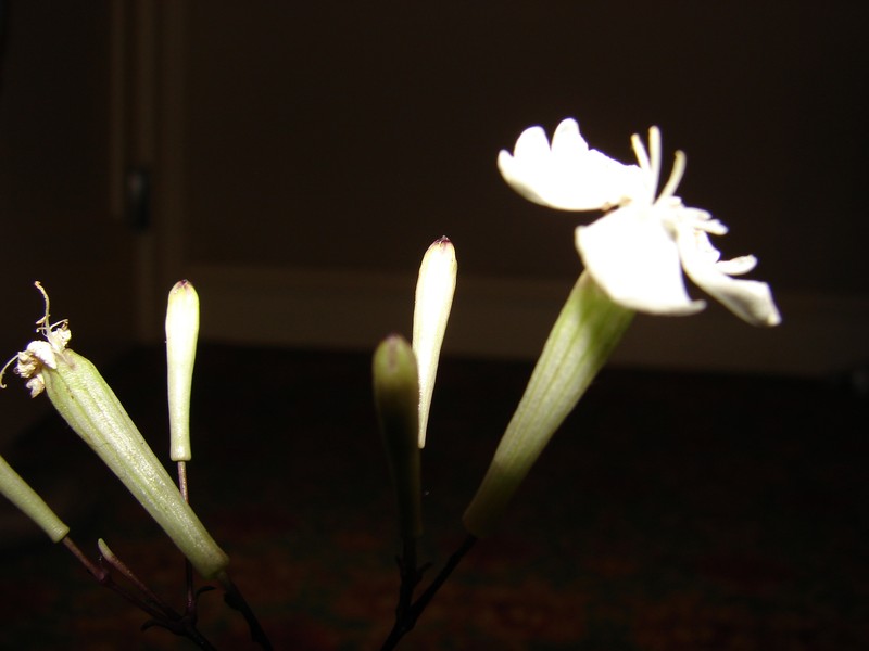 Kamalo Gulch Catchfly