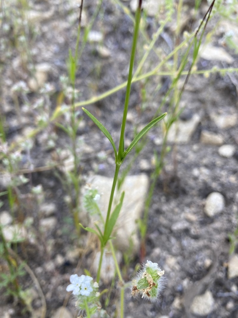 Sleepy Silene photo 7
