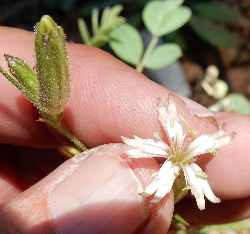 Naked Catchfly photo 2