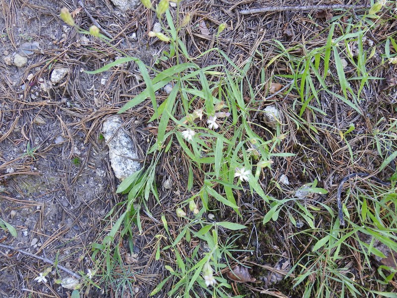 Naked Catchfly photo 3
