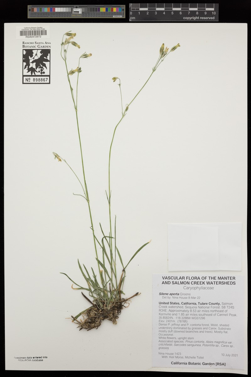 Naked Catchfly photo 4